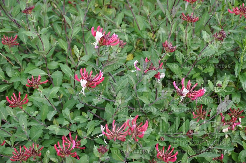 Lonicera Red Roof (Edible Honeysuckle honeyberry) 1 