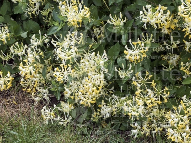 Lonicera Scentsation (Edible Honeysuckle honeyberry) 4 