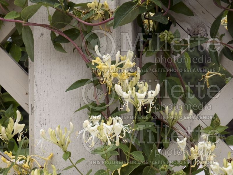 Lonicera Scentsation (Edible Honeysuckle honeyberry) 5 