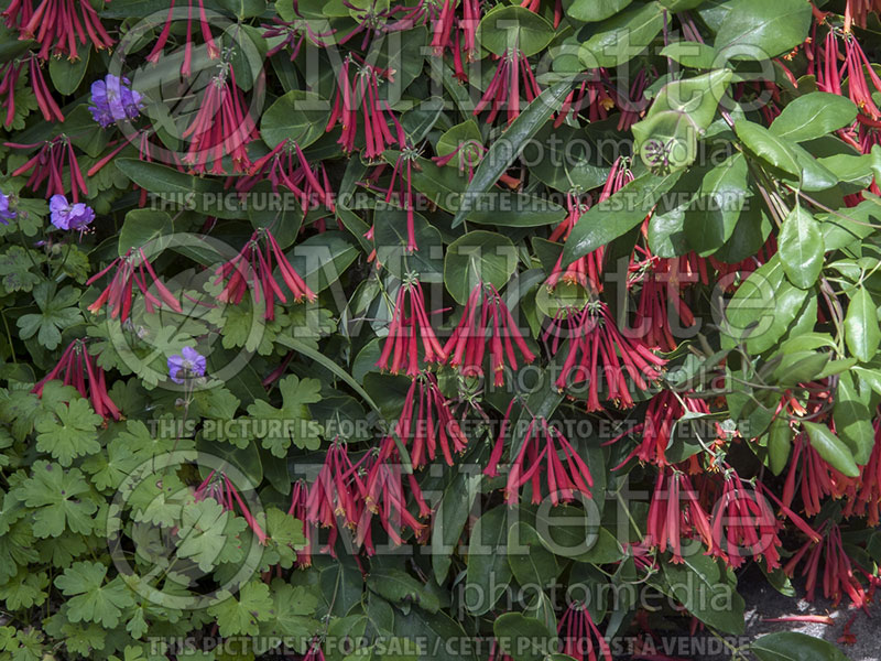 Lonicera Alabama Crimson (Edible Honeysuckle honeyberry) 2 