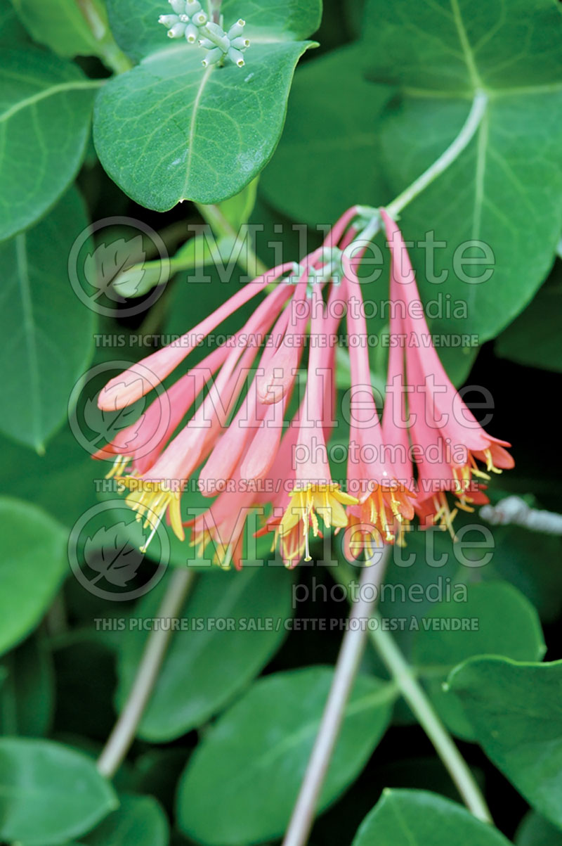 Lonicera Blanche Sandman (trumpet honeysuckle) 3 