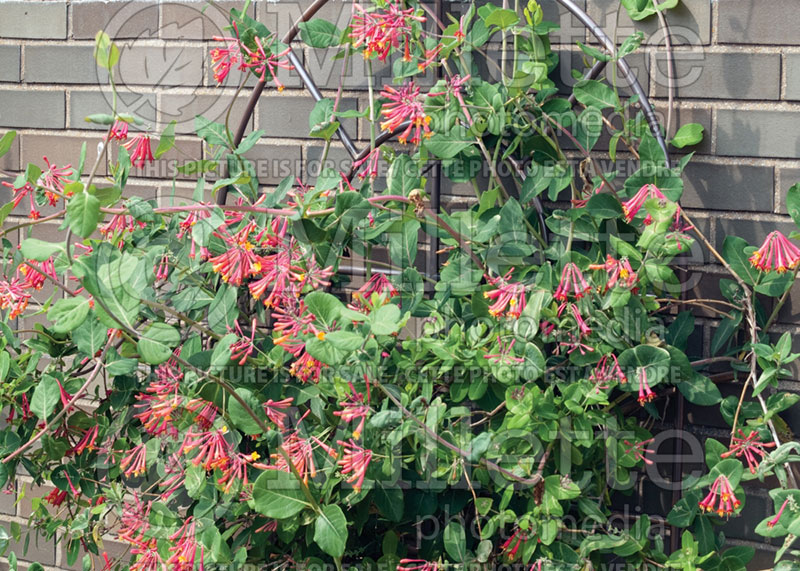 Lonicera Blanche Sandman (trumpet honeysuckle) 4 