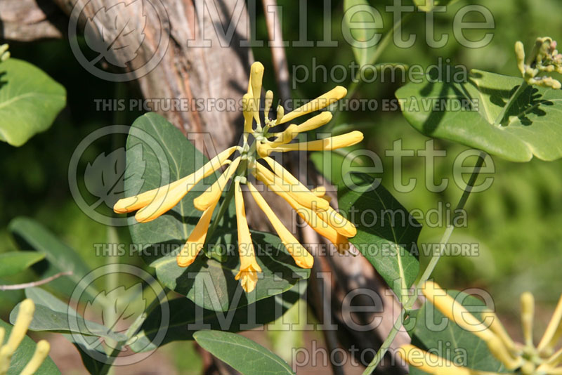 Lonicera John Clayton (Edible Honeysuckle honeyberry) 6 