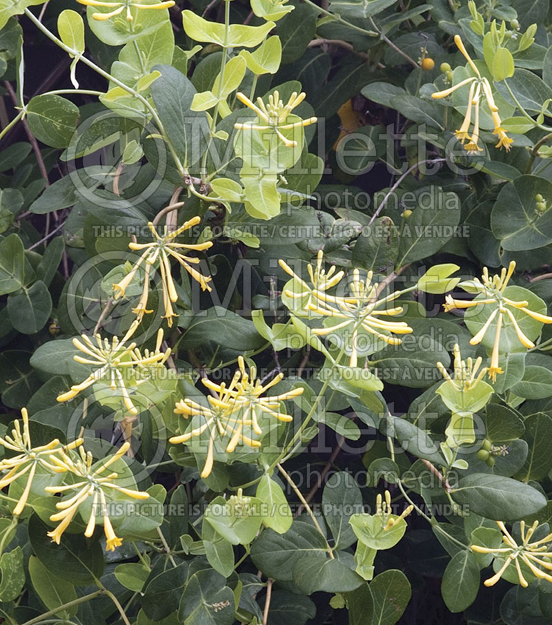 Lonicera John Clayton (Edible Honeysuckle honeyberry) 4 