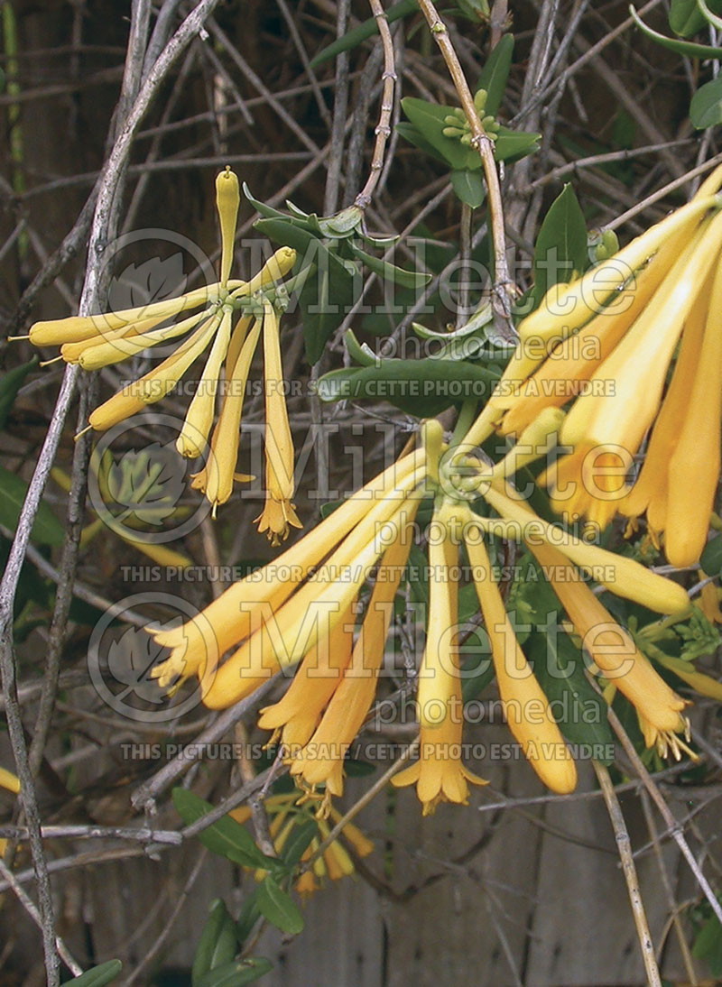 Lonicera John Clayton (Edible Honeysuckle honeyberry) 2 