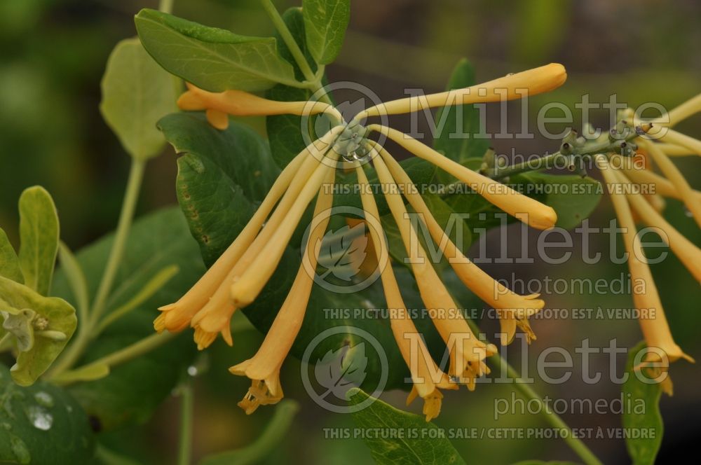 Lonicera John Clayton (Edible Honeysuckle honeyberry) 1 