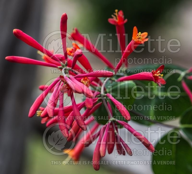 Lonicera Major Wheeler (Edible Honeysuckle honeyberry) 4