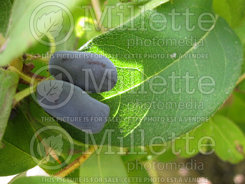 Lonicera Tundra (Edible Honeysuckle honeyberry) 1 