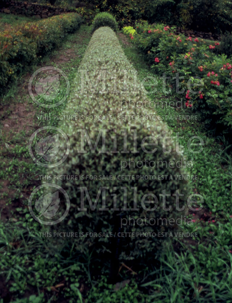 Lonicera Clavey's Dwarf - Hedge (Honeysuckle honeyberry) 2 