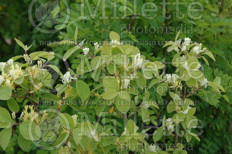 Lonicera Clavey's Dwarf (Honeysuckle honeyberry) 1 