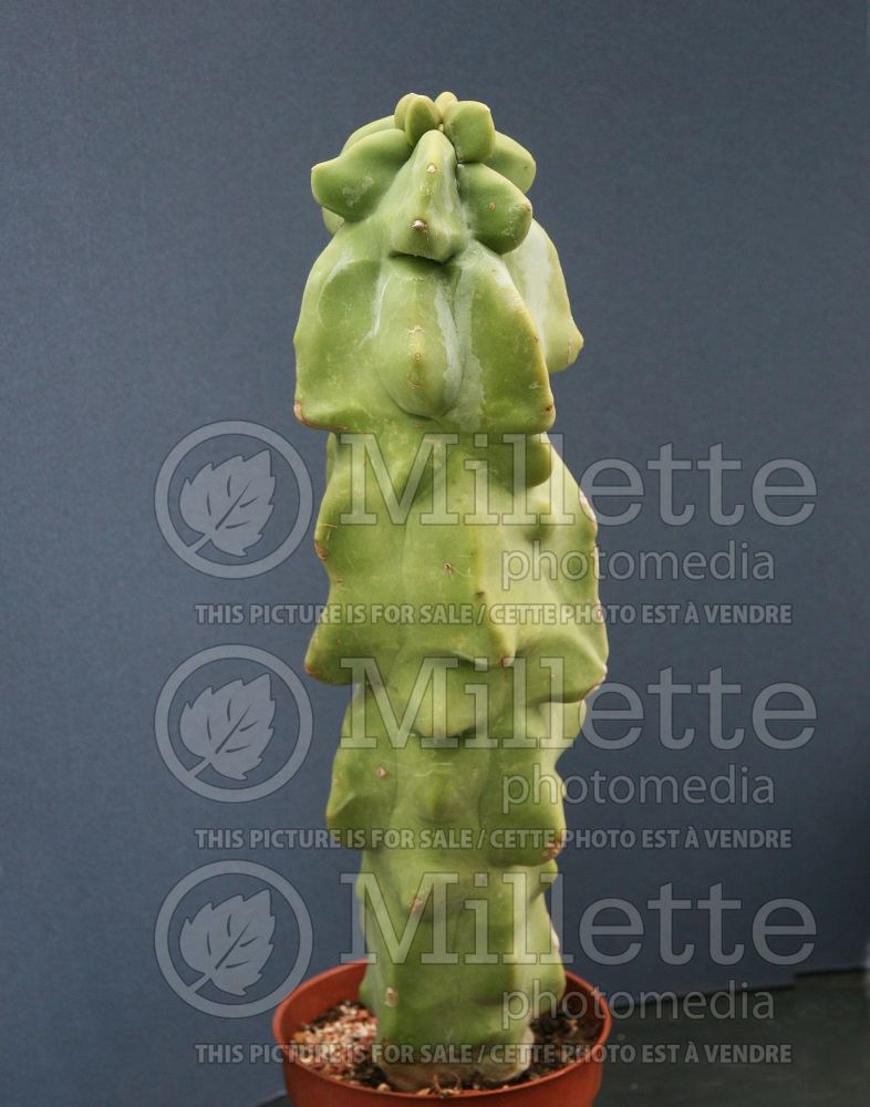 Lophocereus schottii monstrosus (totem pole cactus) 1
