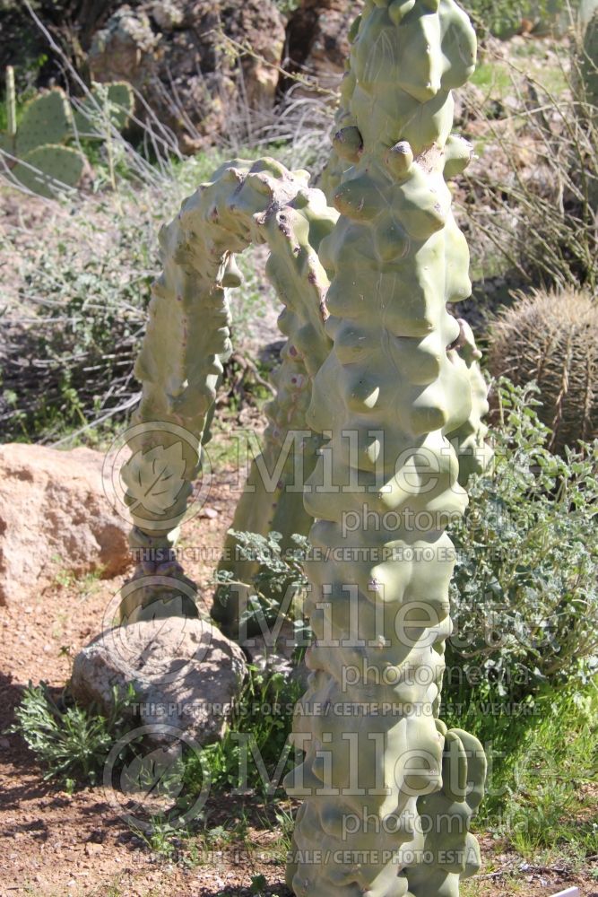 Lophocereus schottii monstrosus (totem pole cactus) 2