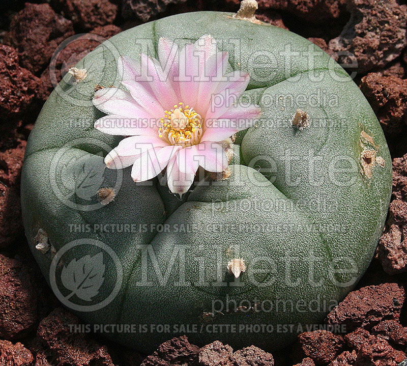 Lophophora williamsii (Peyote cactus) 1