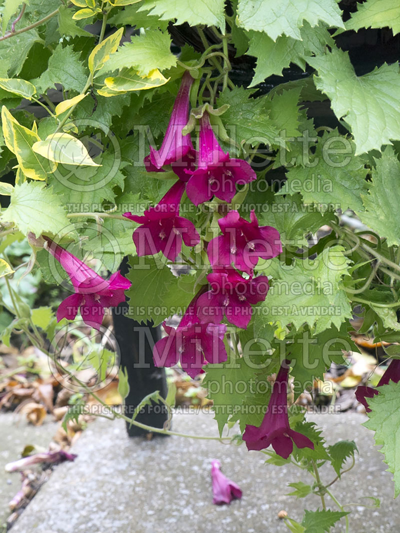 Lophospermum Lofos Wine Red (Creeping Gloxinia, Mexican Twist) 3 