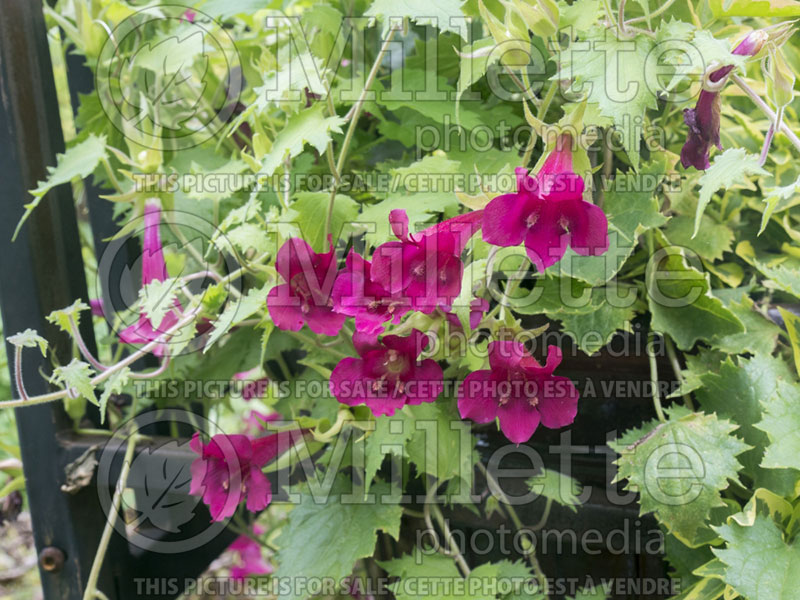 Lophospermum Lofos Wine Red (Creeping Gloxinia, Mexican Twist) 1 