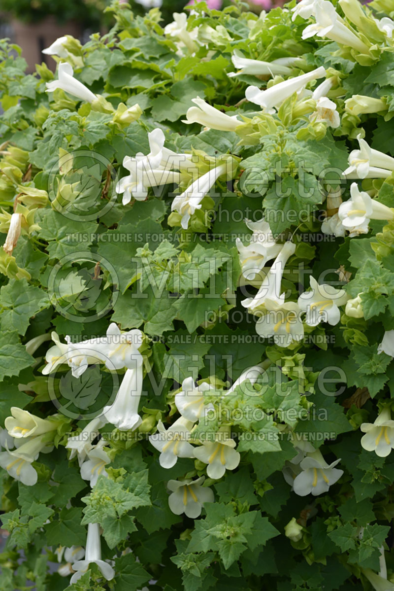 Lophospermum Lofos Compact White (Creeping Gloxinia, Mexican Twist) 1 