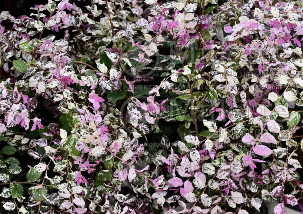 Loropetalum Jazz Hands Variegated (Fringeflower) 1 