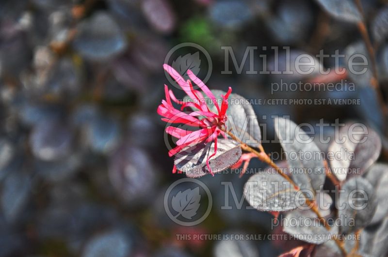 Loropetalum Black Pearl (Fringeflower) 1 