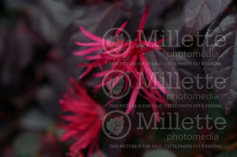 Loropetalum Chang Nian Hong (Fringeflower) 1 