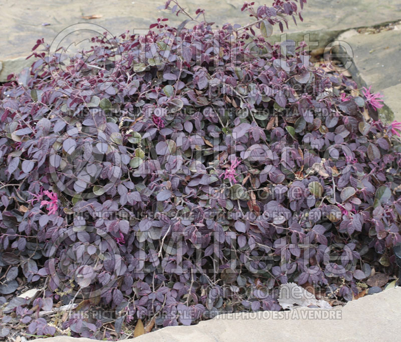 Loropetalum Purple Pixie (Fringeflower) 1 