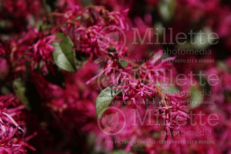 Loropetalum Zhuzhou Fuchsia (Fringeflower) 1 