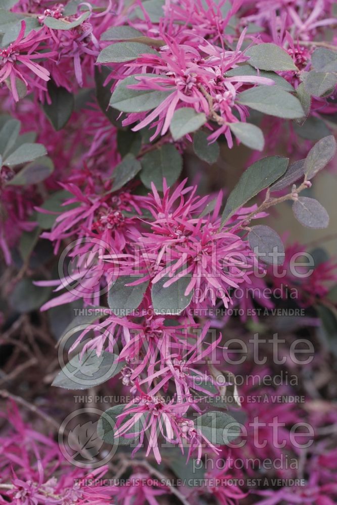 Loropetalum Burgundy Blast (Fringeflower) 1 