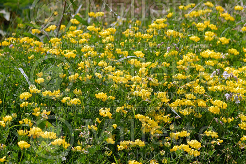 Lotus corniculatus (Bird's-foot trefoil) 1