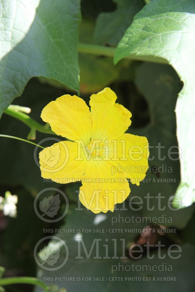 Luffa cylindrica (Vegetable Sponge Gourd) 2