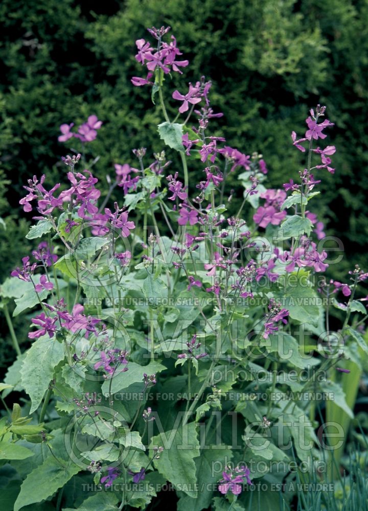 Lunaria annua (Money Plant, Moonwort, Silver Dollar)   2