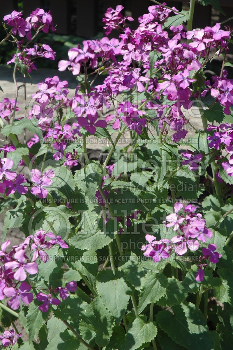 Lunaria annua (Money Plant, Moonwort, Silver Dollar)   4