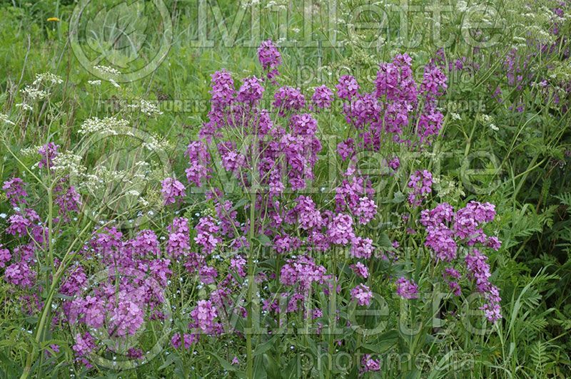 Lunaria annua (Money Plant, Moonwort, Silver Dollar)   6