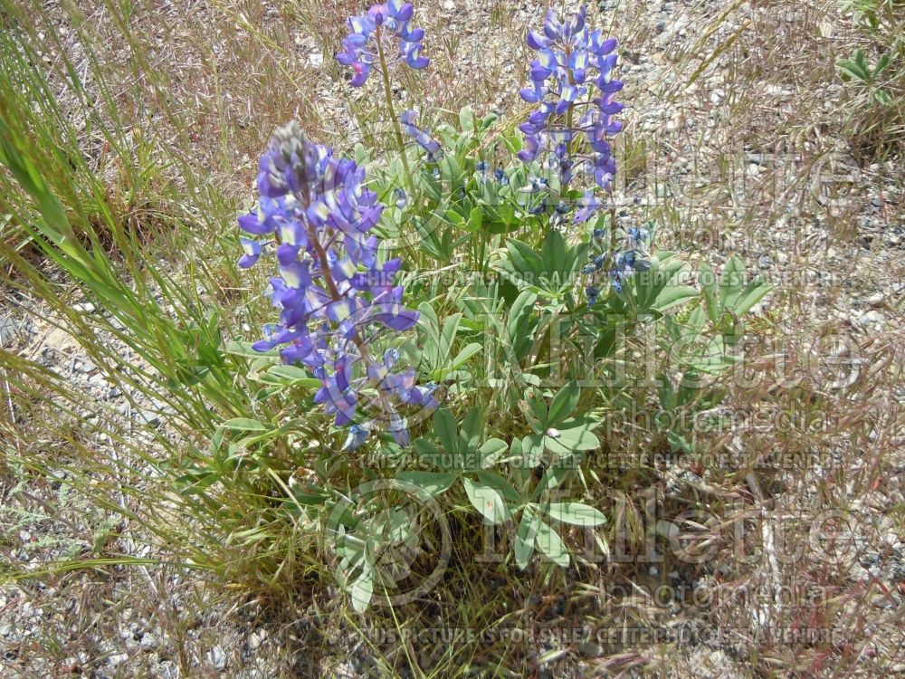 Lupinus argenteus (Silver Lupine) 2 