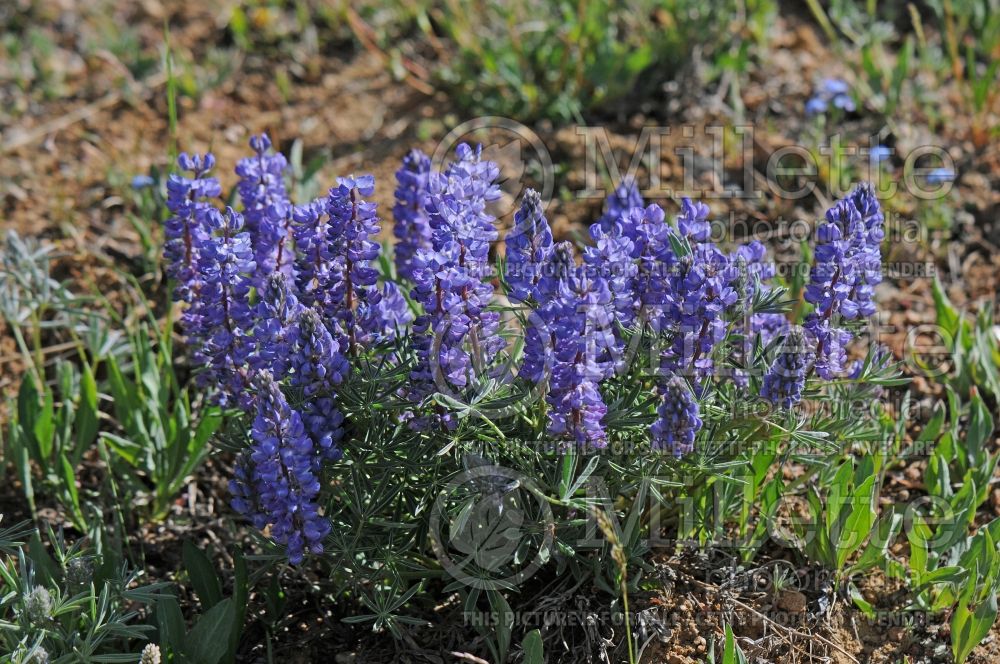 Lupinus argenteus (Silver Lupine) 1 