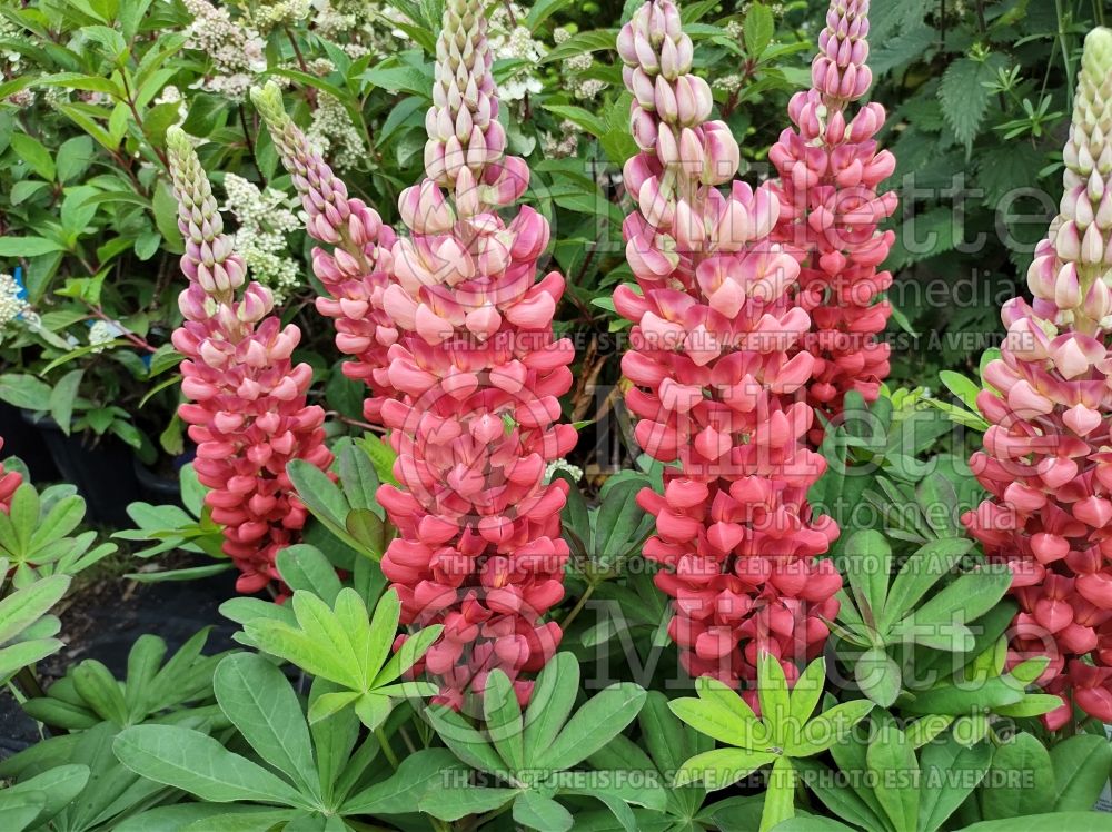 Lupinus Beefeater (Lupine) 3