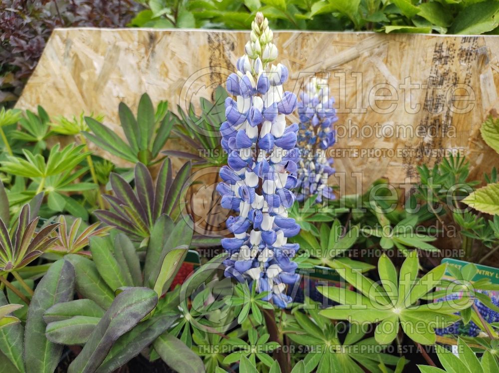 Lupinus King Canute (Lupine) 1