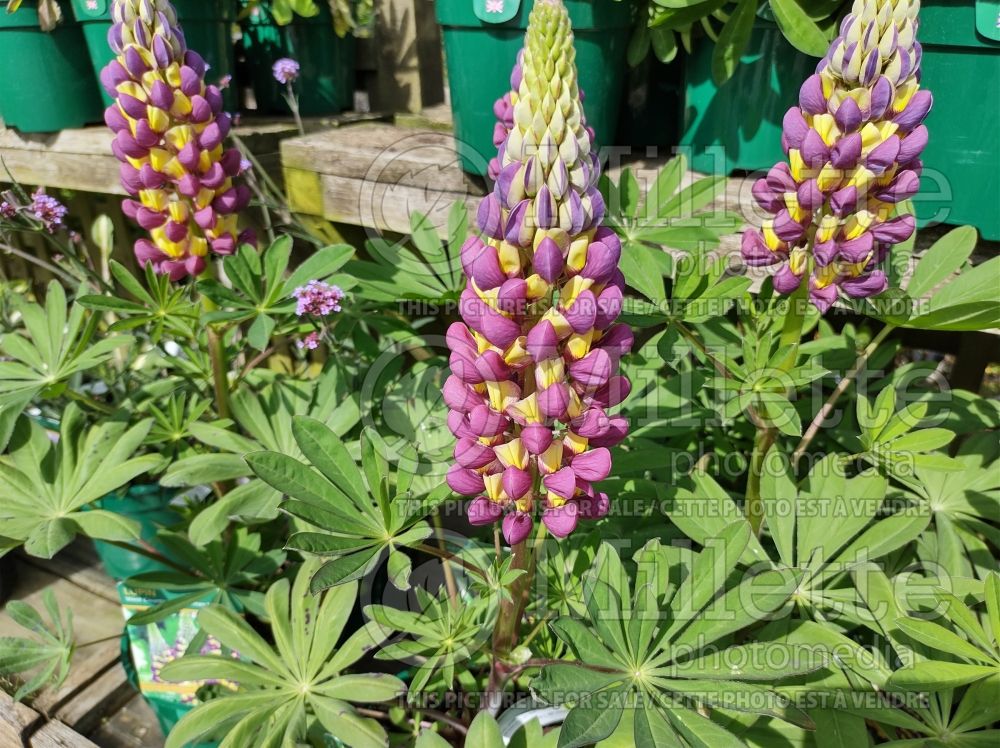 Lupinus Manhattan Lights (Lupine) 1