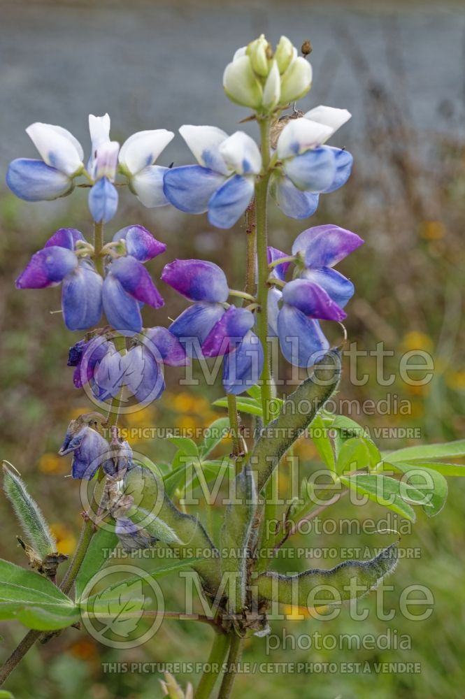 Lupinus mexicanus (Mexican Lupine) 1
