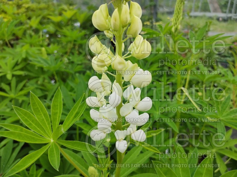 Lupinus Noble Maiden (Lupine) 1