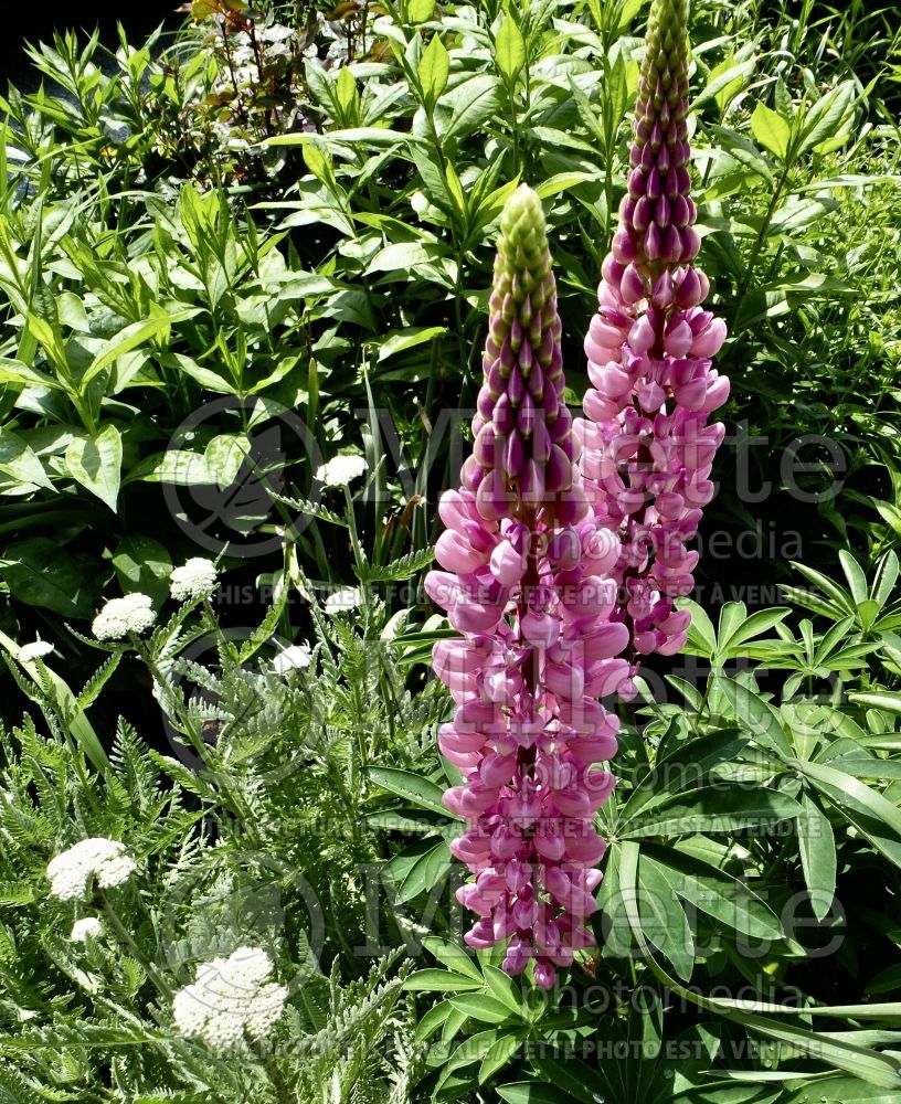 Lupinus Popsicle Pink (Lupine) 1 