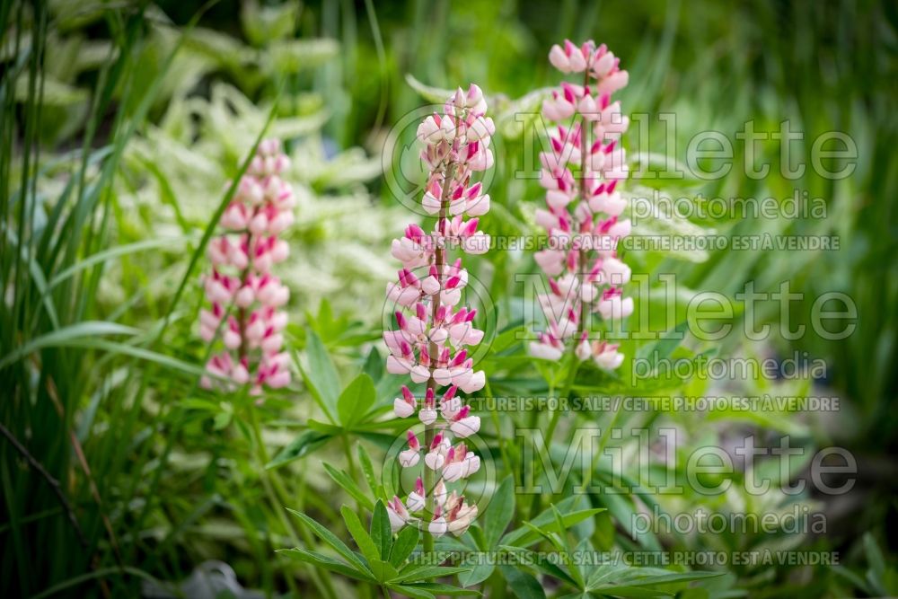 Lupinus Rachel the Thame (Lupine) 1 