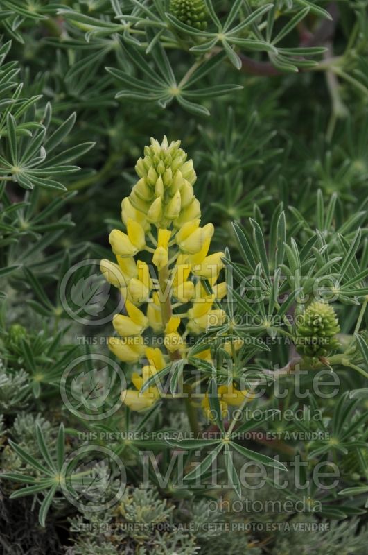 Lupinus arboreus (Tree Lupine) 3 