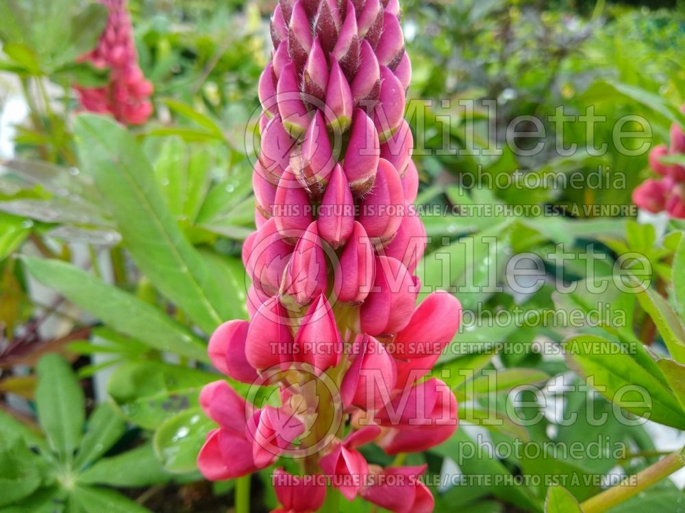 Lupinus Beefeater (Lupine) 2 