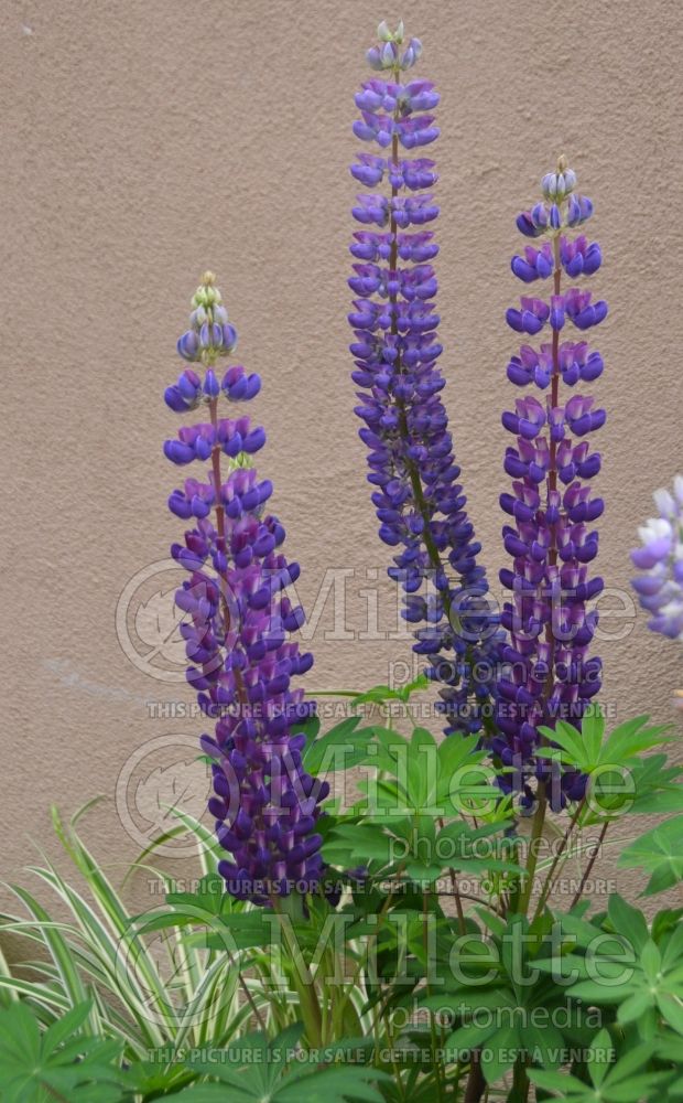 Lupinus Gallery Blue (Lupine)  2