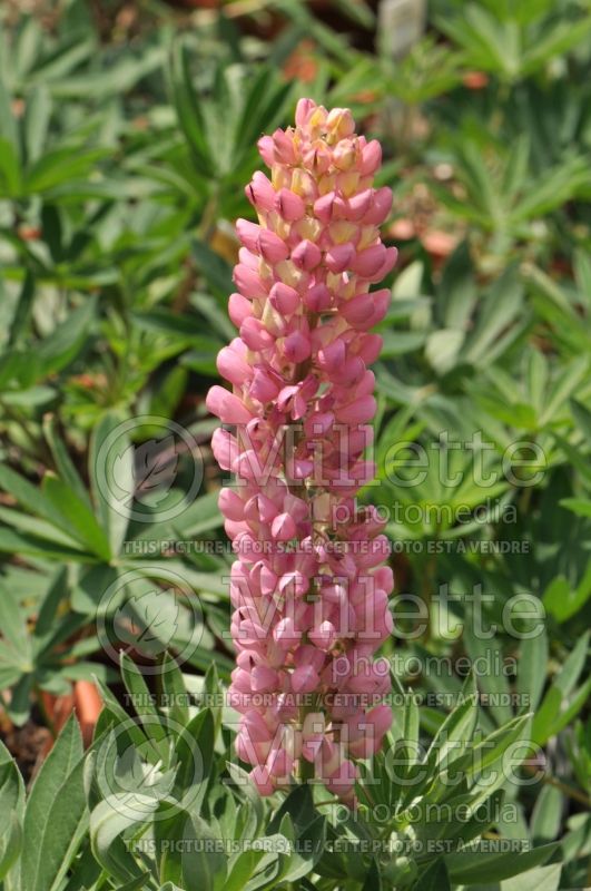 Lupinus Gallery Rose (Lupine) 5 