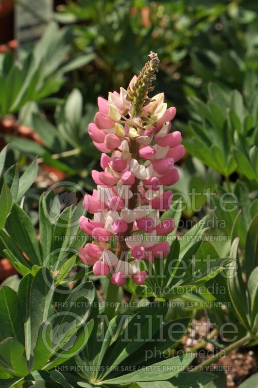 Lupinus Gallery Rose (Lupine) 4 