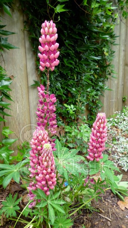 Lupinus Gallery Rose (Lupine) 1 