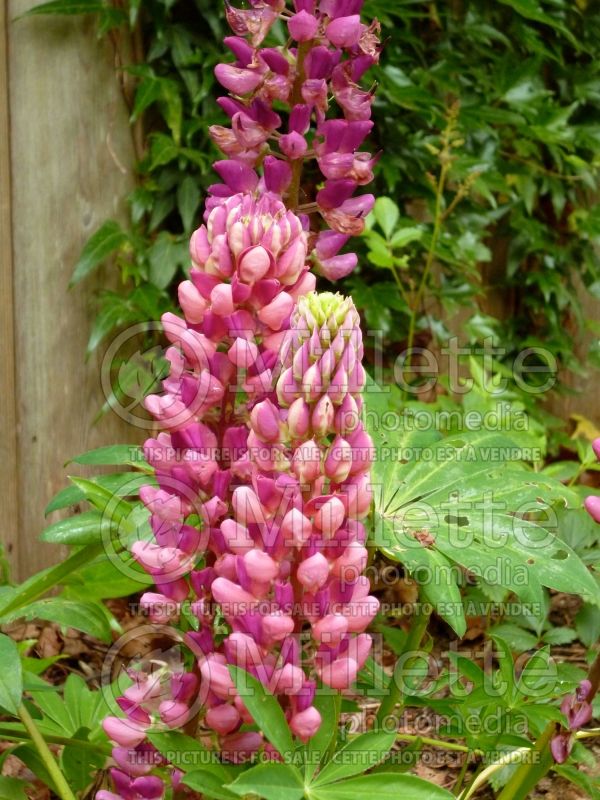 Lupinus Gallery Rose (Lupine) 2 