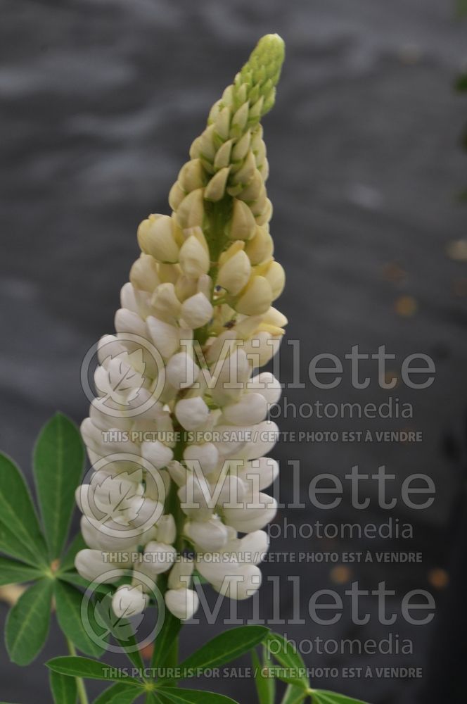 Lupinus Gallery White (Lupine) 1 