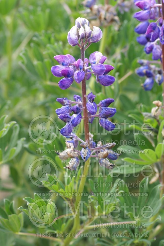 Lupinus nootkatensis (Alaskan Lupine) 1 