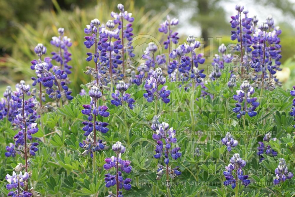 Lupinus nootkatensis (Alaskan Lupine) 2 